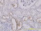 SLC25A11 Antibody (monoclonal) (M01)